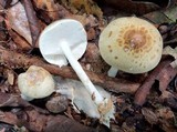 Ripartitella alba image