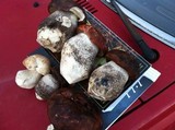 Leccinum manzanitae image