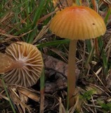 Hygrocybe laeta var. laeta image