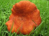 Lactarius peckii image