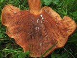 Lactarius peckii image