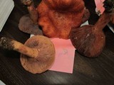 Lactarius peckii image