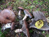 Gomphidius glutinosus image