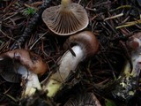 Gomphidius glutinosus image