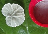 Campanella tristis image