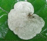 Campanella tristis image