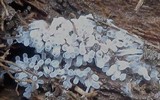 Ceratiomyxa fruticulosa var. fruticulosa image