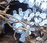 Ceratiomyxa fruticulosa var. fruticulosa image