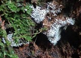 Ceratiomyxa fruticulosa var. fruticulosa image