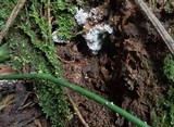 Ceratiomyxa fruticulosa var. fruticulosa image