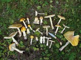 Amanita muscaria var. formosa image