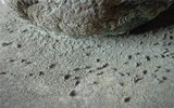 Penicillium digitatum image
