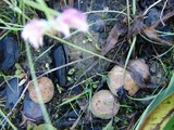 Paxillus involutus image