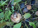 Paxillus involutus image