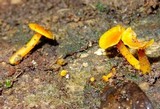 Tricholomopsis aurea image