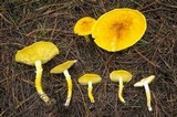 Floccularia luteovirens image