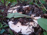 Lactarius controversus image