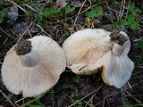 Lactarius torminosus image