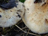 Lactarius torminosus image