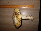 Amanita vernicoccora image