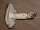 Amanita vernicoccora image