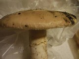 Amanita vernicoccora image