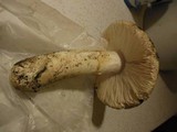 Amanita vernicoccora image
