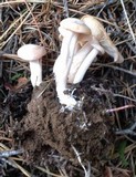 Clitocybe albirhiza image