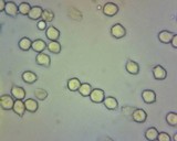 Entoloma incanum image