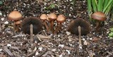 Panaeolus cinctulus image