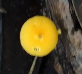 Pluteus chrysophlebius image