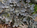 Lobaria scrobiculata image