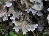 Lobaria scrobiculata image