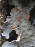 Lobaria scrobiculata image