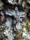 Lobaria scrobiculata image