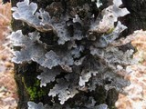 Lobaria scrobiculata image