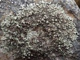 Xanthoparmelia mougeotii image