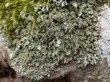 Xanthoparmelia conspersa image