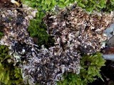Xanthoparmelia protomatrae image