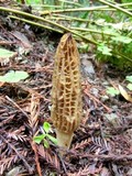 Morchella importuna image