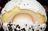 Amanita vernicoccora image