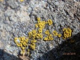 Candelariella aurella image