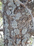 Physcia biziana image