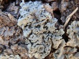 Physcia biziana image