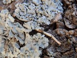 Physcia biziana image