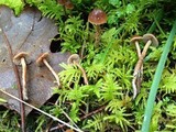 Psilocybe montana image