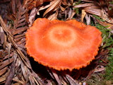Humidicutis marginata image