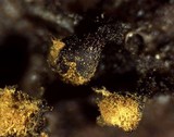 Trichia botrytis var. botrytis image