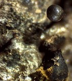 Trichia botrytis var. botrytis image