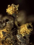 Trichia botrytis var. botrytis image